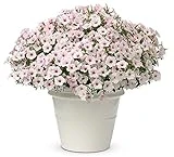 Supertunia Vista Silverberry Petunia 4.25 In. Grande Flower