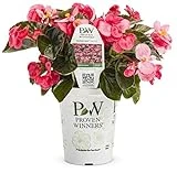 Surefire Rose Begonia Grande Fertilizer 4.25 In. Model Befprw0047520