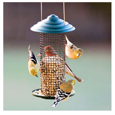 Black Oil Sunflower Magnum Bird Feeder, 0.75 Pound Capacity