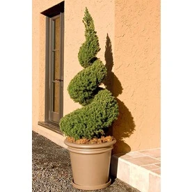 3.58-gallon Dwarf Alberta Spruce Spiral Accent Shrub For Landscaping