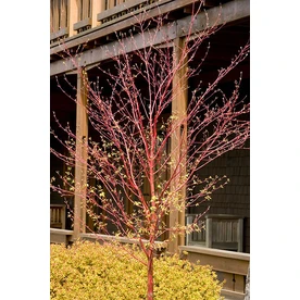 3.58-gallon Coral Bark Japanese Maple Feature Tree Model L7231