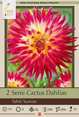 Semi Cactus Dahlias - Tahiti Sunrise - 2 Root Clumps