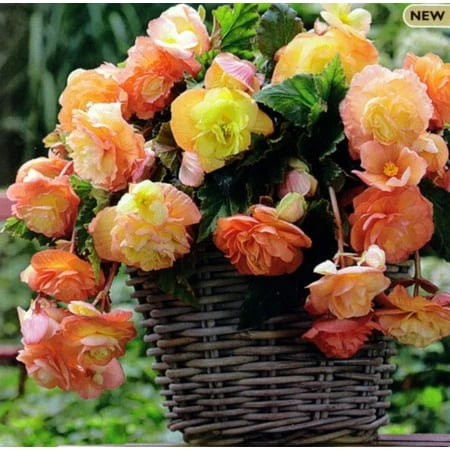 Splendid Ballerina Apricot Begonias - 10-12 Inches Tall, 2 Bulbs