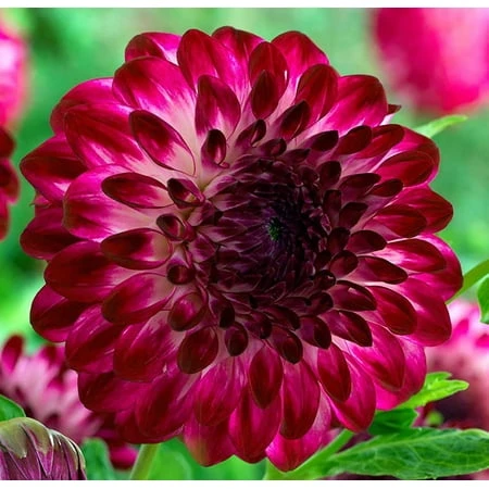 Caproz Pizzazz Decorative Dahlia Bulbs - Summer Blooming 32-36 Inches