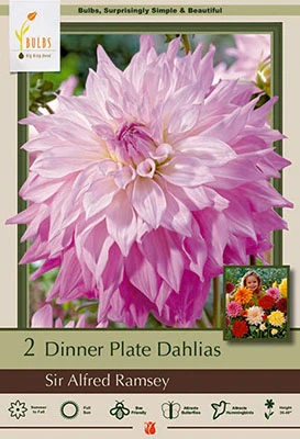 Sir Alfred Ramsey Dinner Plate Dahlia Bulbs - 36-40 Inches Tall, Summer Bloomer