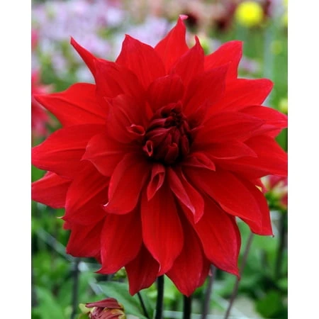Dinner Plate Dahlia Bulbs - Babylon Red - Summer Blooms - 2 Bulb Clumps
