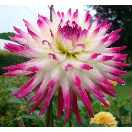 Hayley Jane Dinner Plate Cactus Dahlia Bulbs - 2 Root Clumps, 48-52 Inches Tall