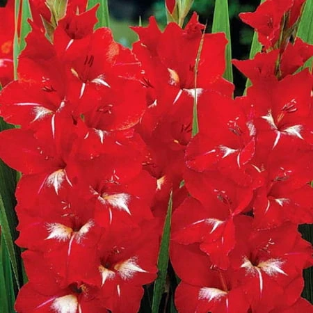 Gladiolus Vivid Red Bulbs - 14+ Cm - 8 Count
