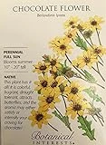 Chocolate Flower Seeds - 150 Mg - Berlandiera For Vibrant Gardens