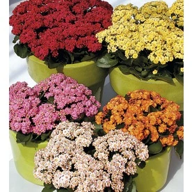 14 Oz. Flowering Kalanchoe Plant - Model Lw04263hp