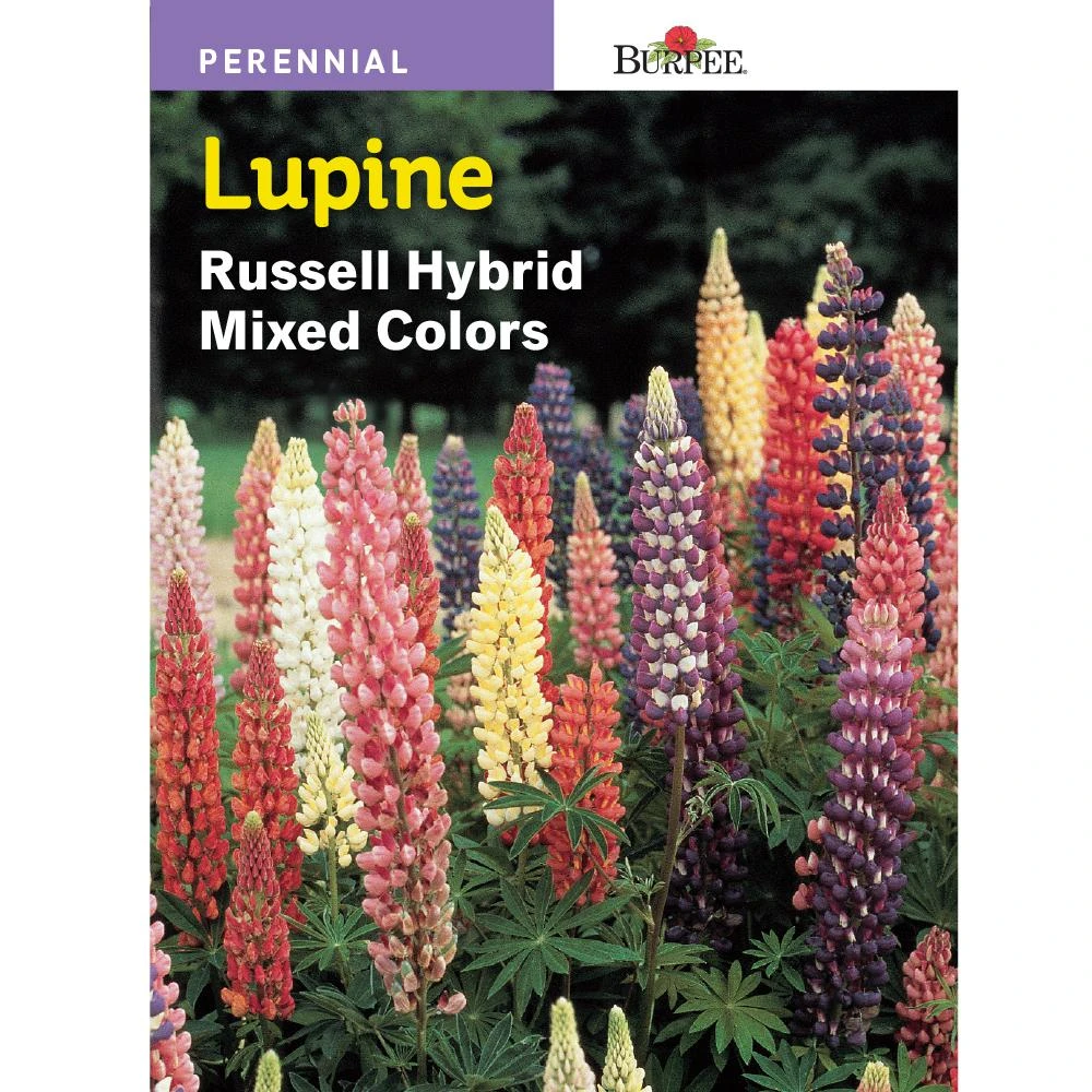 Lupine Russell Hybrid Mix Seed Packet - Model 43927