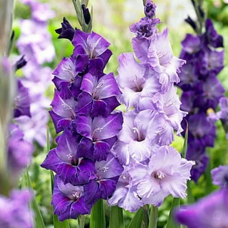 Large Flowering Gladiolus Blue Moon Mixture - 10 Bulbs For Vibrant Summer Blooms