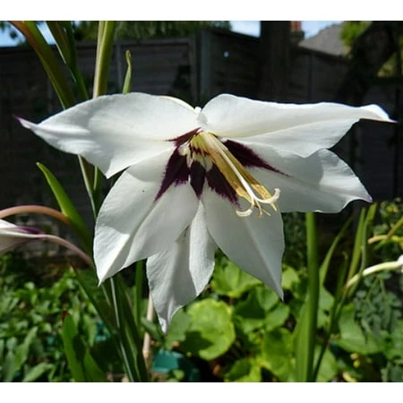 Fragrant Gladiolus Bulbs - Acidanthera 'murielae' - 20 Bulbs - 8 Cm+ Size
