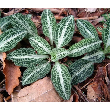 Rattlesnake Orchid Plant - Goodyera Pubescens - Rare - 2 Top Size Roots