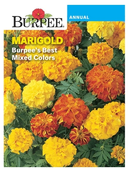 Best Mixed Colors Marigold Seeds - 400 Mg, 12" Height, Annual Variety