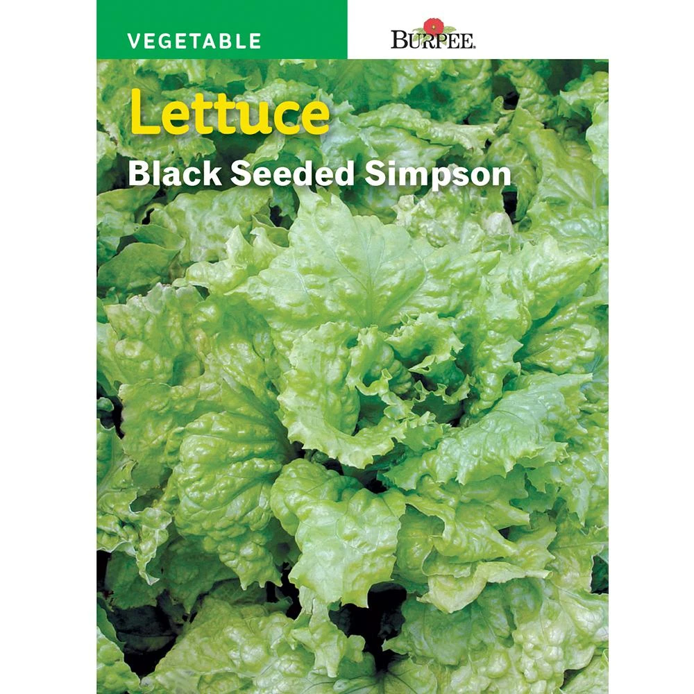 Lettuce Black-seeded Simpson Seed - 45 Days To Harvest - Burpee Model 66266