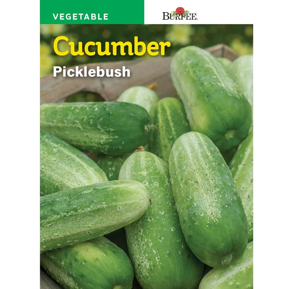 Cucumber Picklebush Seed - Model 65896 For Home Gardening