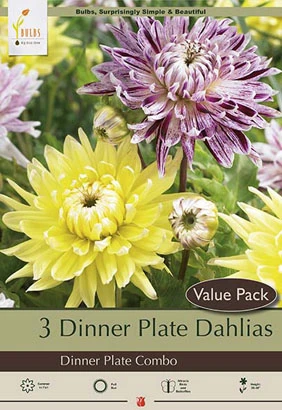 Dinner Plate Dahlias - Decorative Combo Bulbs For Summer Blooms