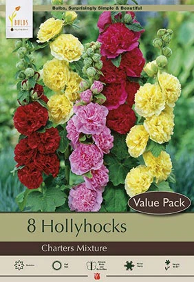 Hollyhocks Charters Mixture Bulbs - Alcea Rosea - 60-84 Inches Tall