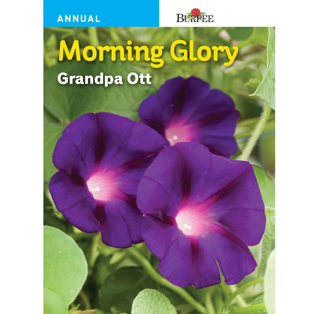 BURPEE - MORNING GLORY - GRANDPA OTT