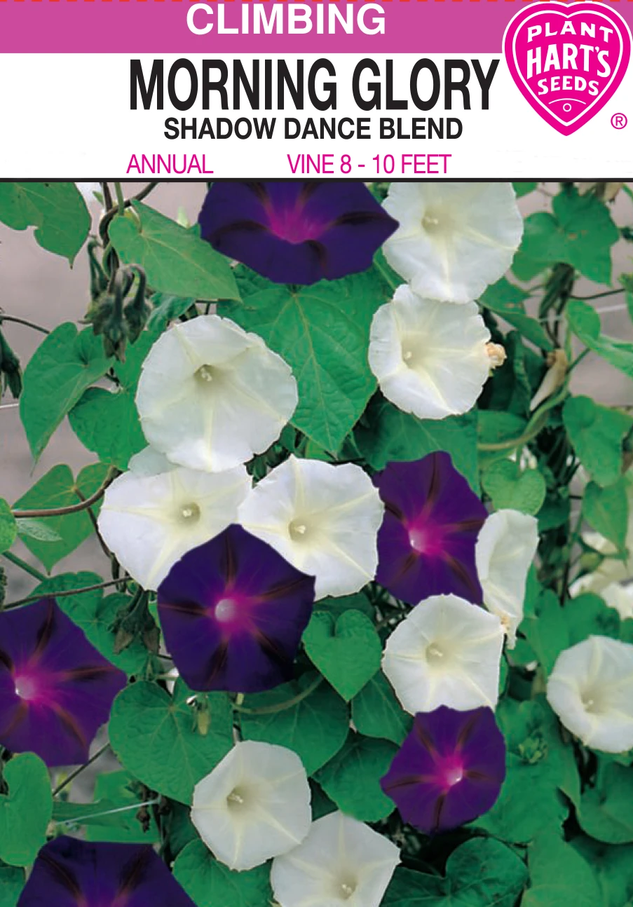 Morning Glory Shadow Dance Blend - Vibrant Flower Seeds For Garden Enthusiasts