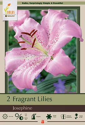 Fragrant Lilies - Josephine Bulbs, Lilium Oriental, 40-48 Inches Tall