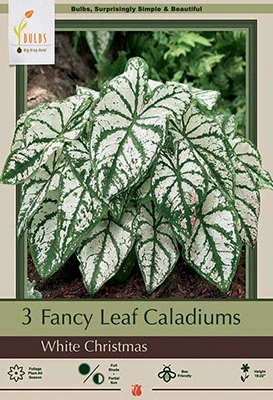 Fancy Leaf Caladium Bulbs - White Christmas, 18-22 Inches Tall, Hardy Zones 9-10