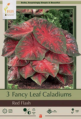 Fancy Leaf Caladium Bulbs - Red Flash, 18-30 Inches Tall, Shade Loving