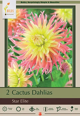 Bulbs Cactus Dahlias - Star Elite, 30-42 Inches Tall, Summer Bloomer