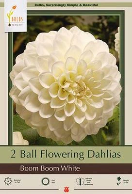 Ball Flowering Dahlias - Boom Boom White, 32-36 Inches Tall