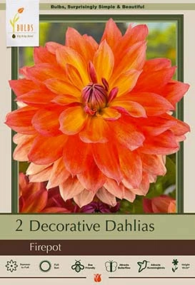 Decorative Dahlias - Firepot, 18-24 Inches Tall, Summer Bloomer