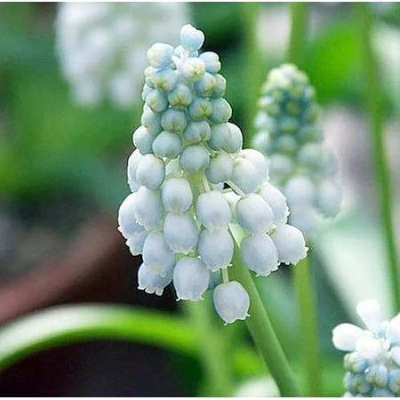White Grape Hyacinth Bulbs - Muscari Album - 15 Bulbs - Very Hardy - 6/+ Cm