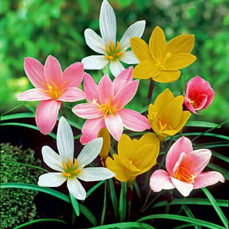 Fairy Rain Lily Mix - 12 Bulbs - 6 Cm And Larger - Zephyranthes