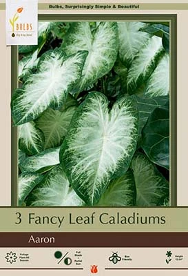Fancy Leaf Caladium 'aaron' Bulbs - 12-24 Inches Tall, Shade Loving