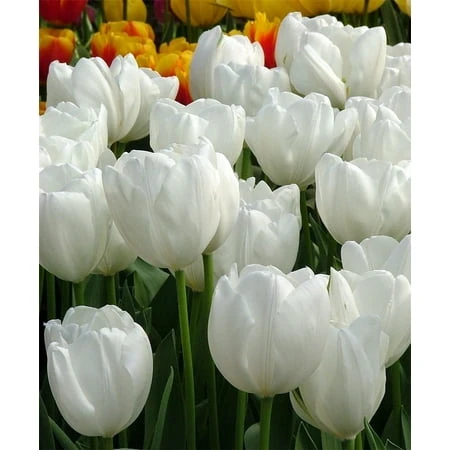 Hakuun Darwin Tulip Bulbs - 8 Count, Strong Grower, 12+ Cm Size