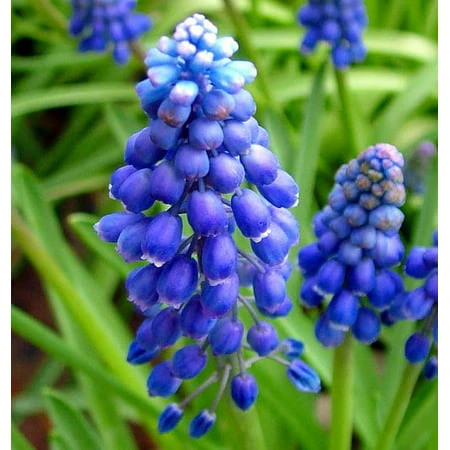 Blue Grape Hyacinth Bulbs - Muscari Armeniacum - 64 Bulbs, 8/9 Cm Size