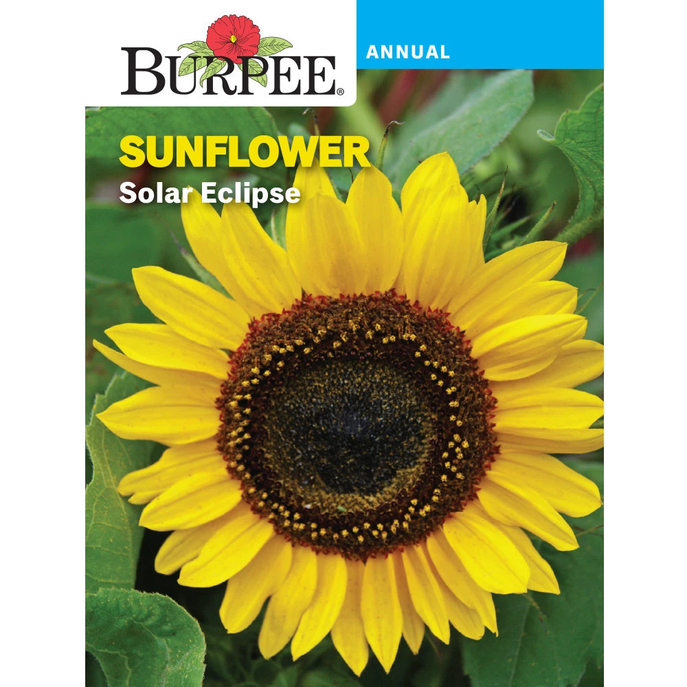 Sunflower Solar Eclipse Seeds - Vibrant Yellow And Brown Blooms