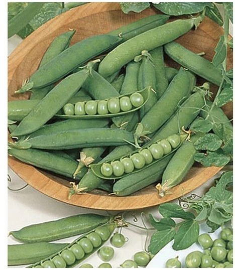 Ana Early Pea Seed Pack - 21 G. - 63 Days To Harvest - Large Yields