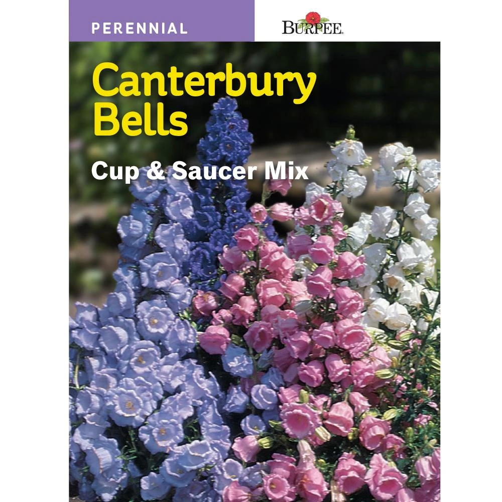 Canterbury Bells Cup-and-saucer Mix Seed - 43604 - Colorful Flower Seeds For Garden