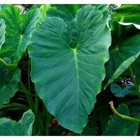 Jumbo Elephant Ear Plant - 1 Large Bulb 13/15 Inches - Colocasia Esculenta