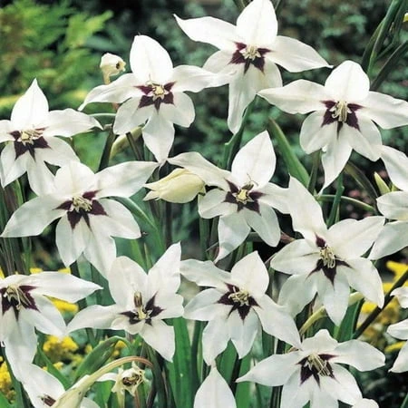 10 Peacock Orchid Bulbs - Acidanthera Murielae For Stunning Gardens