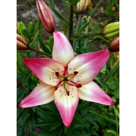 Lla's Dream Asiatic Lily Bulbs 14/16cm - 3 Pack Of Pastel Pink Flowers