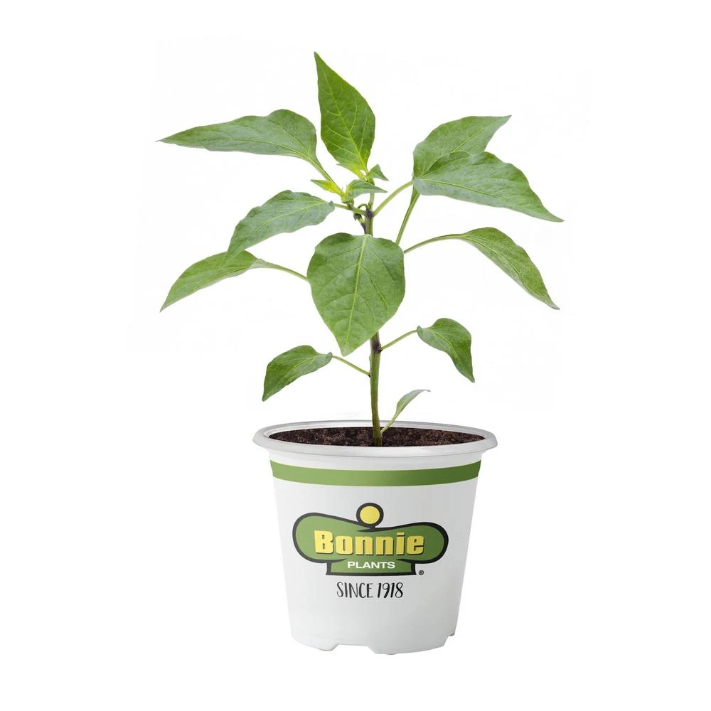4.5 Inch Yellow Bell Pepper Plant - 19.3 Ounce Fresh Produce