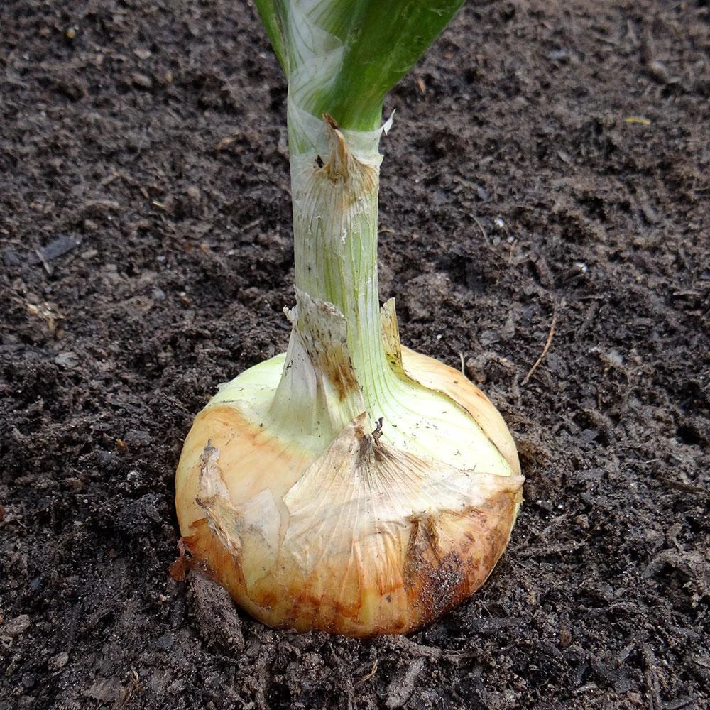 801 Onions - Georgia Sweet Onion Pack By Bonnie Plants, Model 4120