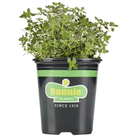 Lemon Thyme 2.32 Quart Herb Plant For Culinary Use