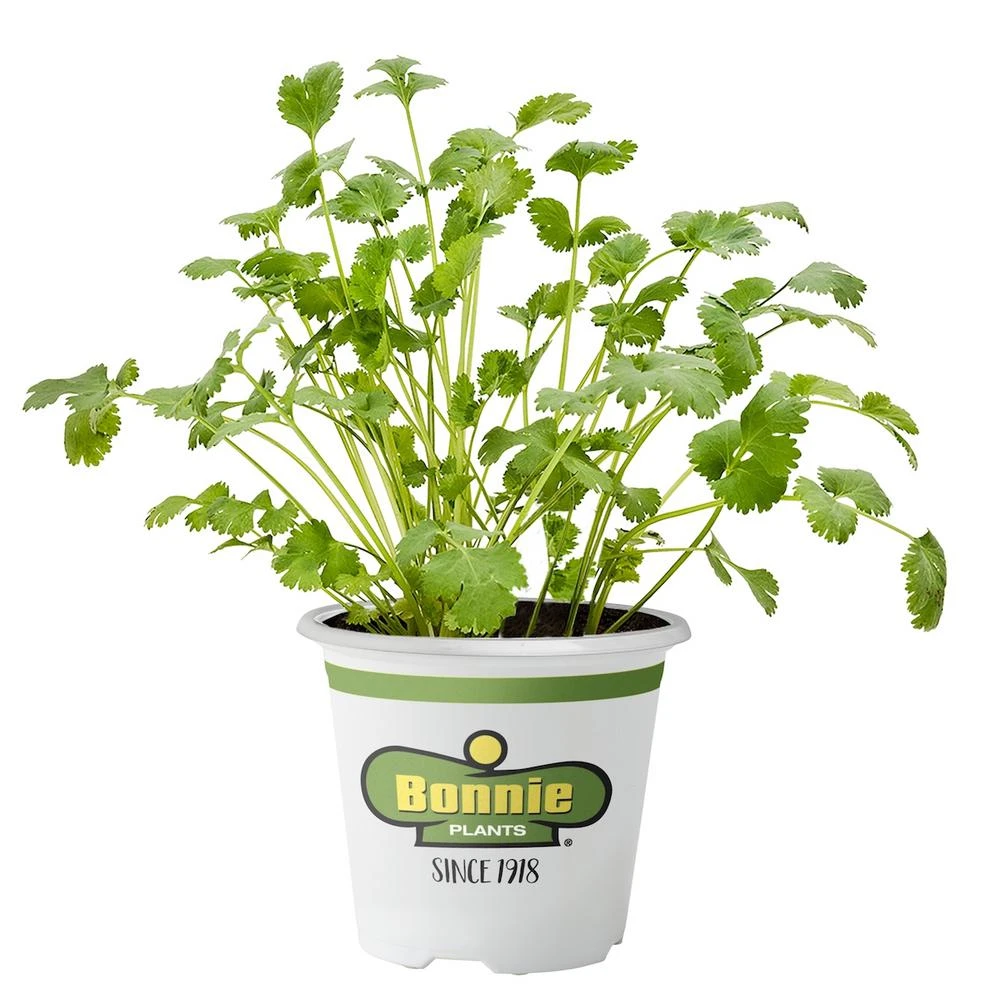 2.32 Quart Cilantro Herb Plant - Fresh Culinary Flavor