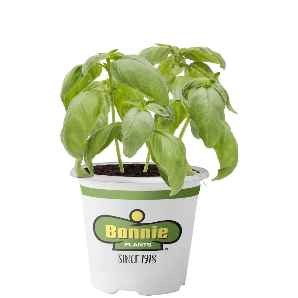 2.32 Quart Sweet Basil Genovese Herb Plant - Classic Italian Flavor