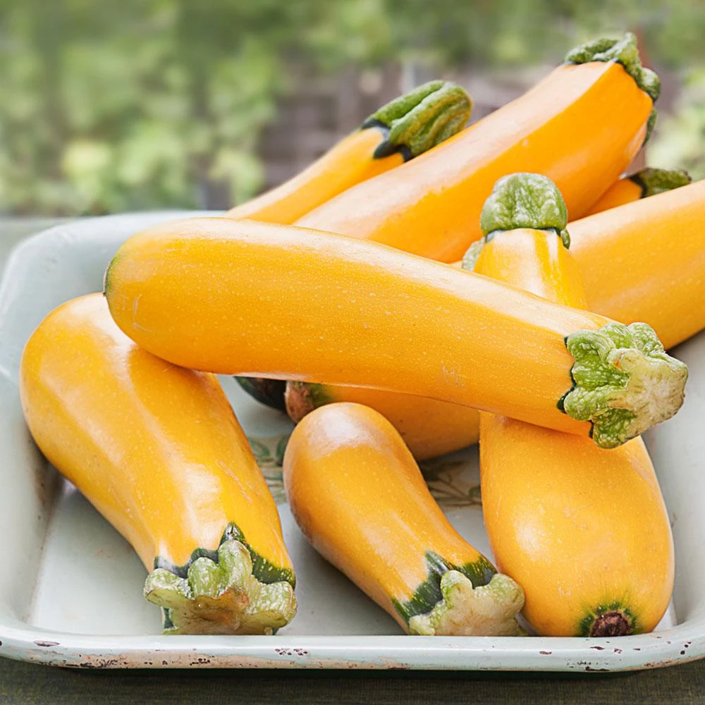 4.5 In. Squash-zucchini Easypick Old Variety Seedling