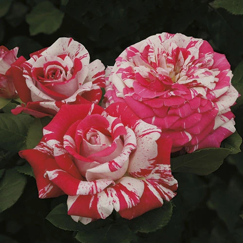 Neil Diamond Hybrid Tea Rose - 3 Gallon - Pink & White Striped Flowers