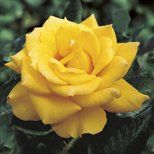 Henry Fonda Hybrid Tea Rose - 3 Gallon Deep Yellow Blooms, 5 Feet Tall